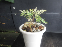 ＫＮ　セラギネラ(イワヒバ属）　ウィルデノウィ　‘バリエゲイテッド‘（SELAGINELLA WILLDENOWII `VARIEGATED`）　　　0.8Ｍ以下_画像2