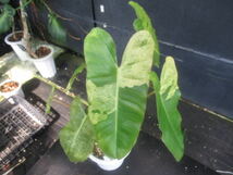 ＫＮ　フィロデンドロン　バールマルクス　‘バリエゲイテッド‘（PHILODENDRON BURLE-MARX `variegated`）２　　1.2Ｍ以下_画像3