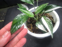 ＫＮ　１円！　エピプレムナム　ピナツム　‘ホワイト　バリエゲイテッド‘（EPIPREMNUM PINNATUM `WHITE VARIEGATED`）0.8Ｍ以下_画像7