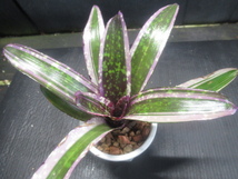 ＫＮ　リサ作！　ネオレゲリア　ハイブリッド　‘オールウェイズ　カレン‘（NEOREGELIA hybrid `ALWAYS KAREN`）　　0.8Ｍ以下_画像2