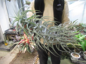 ＫＮ　ティランジア　カクティコーラ　‘ロングフォーム　シルバー‘（TILLANDSIA CACTICOLA `LONG FORM SILVER`）　　1.2Ｍ以下