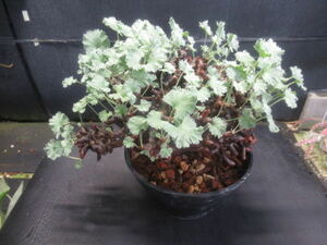 ＫＮ　ペラルゴニューム(テンジクアオイ属）　ミラビレ（PELARGONIUM MIRABILE nr.11341）　　　1.2Ｍ以下