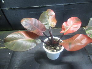 ＫＮ　フィロデンドロン　‘ブラックカージナル　バリエゲイテッド‘（PHILODENDRON hybrid `BLACK CARDINAL VARIEGATED`）1.2Ｍ以下