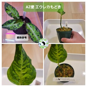 AZ便 アグラオネマ ピクタム トリカラー エウレカもどき from Pulau Nias #Aglaonema #pictum #tricolor #Eurekaもどき