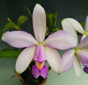 ●洋蘭●原種●カトレア●violacea suavissima'Coronet'GM/JOGA X self’●ヴィオラセア　スアヴィシマ’コロネット’セルフ最高個体セルフ