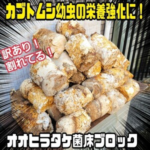 カブトムシ幼虫の栄養強化に抜群！　オオヒラタケ菌床ブロック　割れてるアウトレット品で格安タイムセールです！　マットに埋め込むだけ