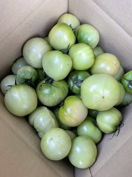 青トマト　3kg 減農薬栽培　農家直送
