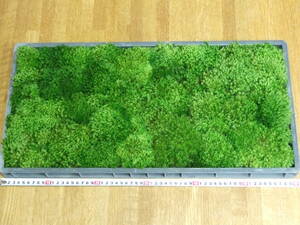  natural sipogoke( duck jigoke) mountain moss in the case (60cm×30cm)×1 sheets set 