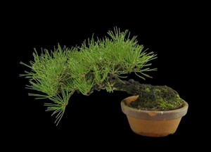 [ bonsai shop Yamato ] Japanese black pin middle goods bonsai .. who comes to take warm welcome our company delivery . possible ( Japanese black pin . pine . leaf pine Rhododendron indicum zelkova maple thread fish river genuine Kashiwa )170