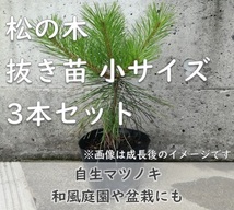 送料無料◆松 マツ 抜き苗 3本 小サイズ 盆栽 苗木 庭木 植樹 緑化 植林などにも 松の木 天然 実生苗 岡山県産 園芸 根付苗_画像1