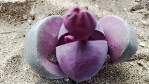 65 多肉植物　メセン　プレイオスピロス　紫帝玉　つぼみ付　間もなく開花　少々欠けあり特価！