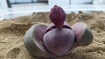 65 多肉植物　メセン　プレイオスピロス　紫帝玉　つぼみ付　間もなく開花　少々欠けあり特価！_画像2