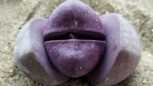 105 多肉植物 メセン　プレイオスピロス　紫帝玉　つぼみ付　間もなく開花　紫の美花　大玉です！