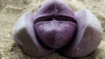 105 多肉植物 メセン　プレイオスピロス　紫帝玉　つぼみ付　間もなく開花　紫の美花　大玉です！_画像2