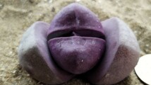 105 多肉植物 メセン　プレイオスピロス　紫帝玉　つぼみ付　間もなく開花　紫の美花　大玉です！_画像3