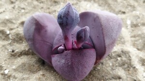 41 多肉植物 メセン　プレイオスピロス　紫帝玉　つぼみ2つ付　間もなく開花　自家受粉できます！