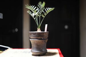 encephalartos horridus エンセファラルトス　ホリダス　南アフリカ輸入　発根済み　鉢付き　国内フラッシュ　塊根植物 コーデックス 