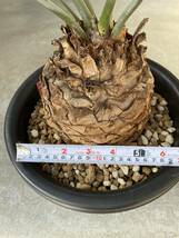 encephalartos horridus エンセファラルトス　ホリダス　大株　南アフリカ輸入　発根済み選別個体　塊根植物 コーデックス 14cm以上_画像4