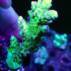 CDU nasta acropora 複数出品中！の画像2