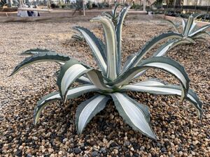 agave americana mediopicta 'alba'アガベ アメリカーナ メディオピクタ アルバ(華厳)