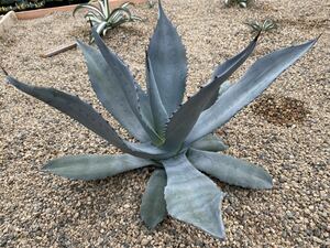 Agave americana var. franzosinii. アガベ　フランゾシニー　ワイドリーフ　綺麗なウォーターマーク　超美株　