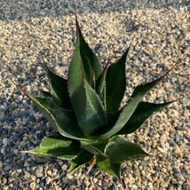 Agave montana アガベ　モンタナ　美株　特選_画像3