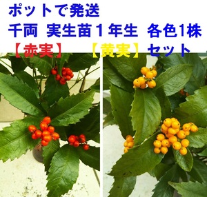 【ポットで発送】千両 赤実・黄実セット 実生苗１年生 樹高約5－10cm