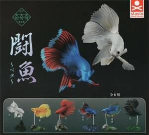 ♯　(台紙のみ)　奇奇奇シリーズ　闘魚 ~ベタ~　(台紙/POP)　非売品