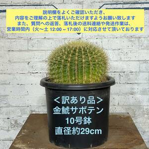 【現品_KS0272】＜訳あり品＞金鯱サボテン_直径_約29cm前後　＜耐寒性：9a(-6.9℃)＞｜ドライガーデン 