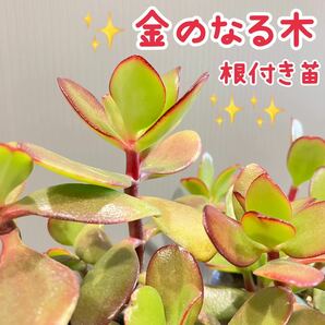 多肉植物 金のなる木 根付き苗 ４本セット ②の画像1