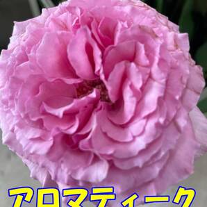 切り花品種 アロマティーク★濃厚なダマスクモダンの強香 イブピアッチェの交配種★挿し木苗の画像5