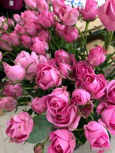 切り花品種　バンビーナヴィーナス　スプレー咲き★発色の美しいピンク色★挿し木苗