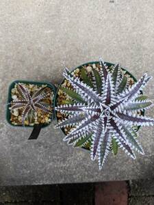 ディッキア 子株 / Dyckia Big Brother x tracking code ABB