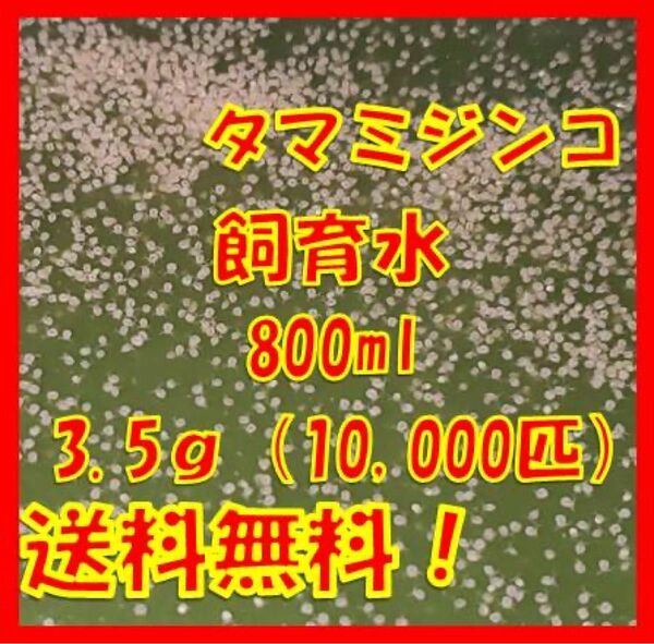 タマミジンコ飼育水800ml（3.5g+α約10,000匹混入）