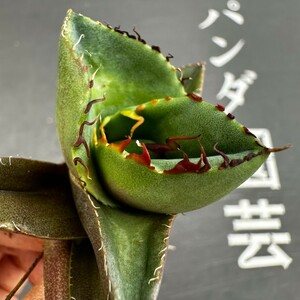 A41【パンダ園芸】アガベ チタノタ ジャガーノート 純血 / Agave titanota 'Juggernaut' pure blood メリクロン株 発根済み 