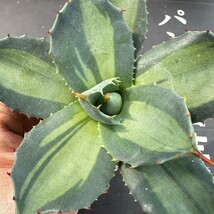 B9【パンダ園芸】アガベ パリー　ホーチエンシス　極上斑　斑入り　吉祥天錦　Agave parryi f.variegata 特選優良強棘株　_画像2