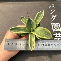 B12【パンダ園芸】多肉植物アガベ パリー トランカータ ライムストリーク　アイス発根済み _画像6