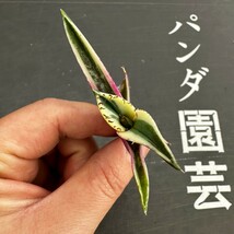 C1【パンダ園芸】 アガベ チタノタ スナグルトゥース 暴牙 メリクロン株 発根済み_画像4