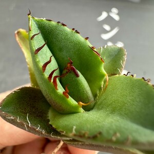 C32【パンダ園芸】アガベ チタノタ ジャガーノート 純血 / Agave titanota 'Juggernaut' pure blood メリクロン株 発根済み 