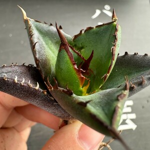 E36【パンダ園芸】アガベ　チタノタ HADES ハデス 恐竜牙歯 Agave titanota Hades　メリクロン株 発根済み 