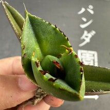 E73【パンダ園芸】アガベ チタノタ ジャガーノート 純血 / Agave titanota 'Juggernaut' pure blood メリクロン株 発根済み _画像1