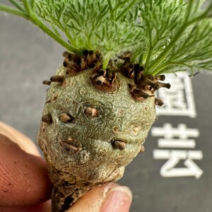 F5【パンダ園芸】多肉植物サルコカウロン　ペニクリナム実生株