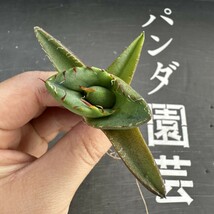 F50【パンダ園芸】アガベ チタノタ ジャガーノート 純血 / Agave titanota 'Juggernaut' pure blood メリクロン株 発根済み _画像4