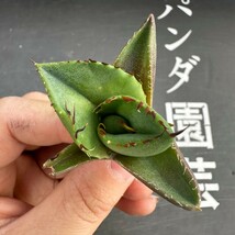 F52【パンダ園芸】アガベ チタノタ ジャガーノート 純血 / Agave titanota 'Juggernaut' pure blood メリクロン株 発根済み _画像2