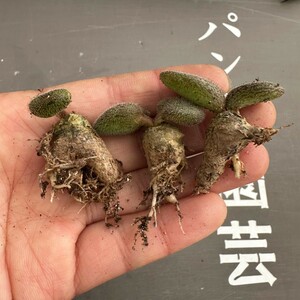 J12【パンダ園芸】特選 珍奇植物 Tylecodon nolteei チレコドン ノルティ 3株 