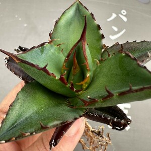 J40【パンダ園芸】アガベ　チタノタ HADES ハデス 恐竜牙歯 Agave titanota Hades　メリクロン株 発根済み 