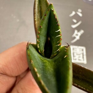 J45【パンダ園芸】アガベ チタノタ ジャガーノート 純血 / Agave titanota 'Juggernaut' pure blood メリクロン株 発根済み 