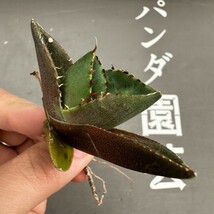 K10【パンダ園芸】アガベ チタノタ ジャガーノート 純血 / Agave titanota 'Juggernaut' pure blood メリクロン株 発根済み_画像4