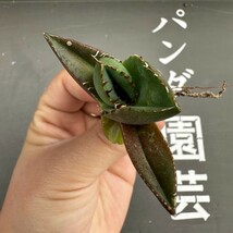 K10【パンダ園芸】アガベ チタノタ ジャガーノート 純血 / Agave titanota 'Juggernaut' pure blood メリクロン株 発根済み_画像3