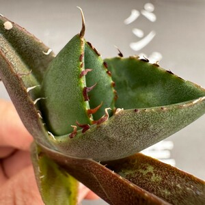 K10【パンダ園芸】アガベ チタノタ ジャガーノート 純血 / Agave titanota 'Juggernaut' pure blood メリクロン株 発根済み